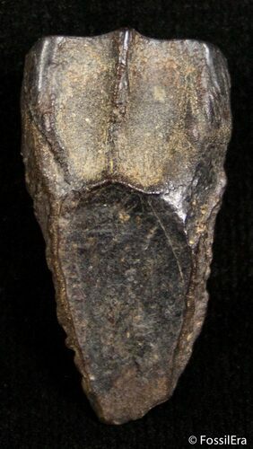 Inch Long Triceratops Tooth #2433